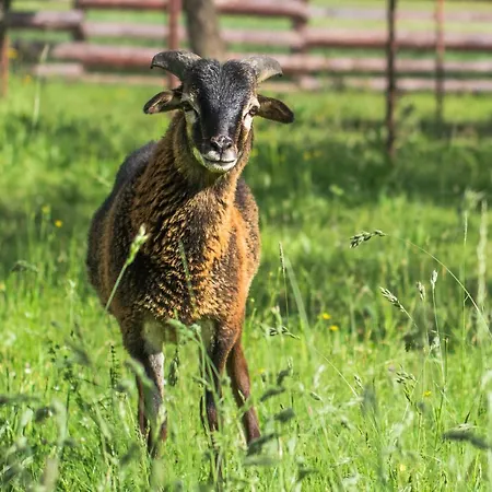 V Sukromi Samuel Gasthuis Myjava